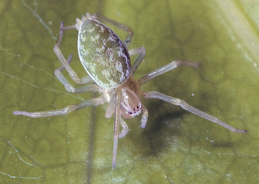 Un ragno nuovo e una coccinella